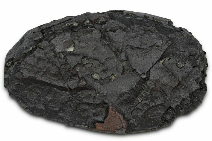 Dragon Scale Stone (Iron, Manganese, Siderite Nodule) #350198
